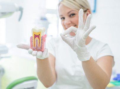 Dentist in Cary holding model of tooth in dental office